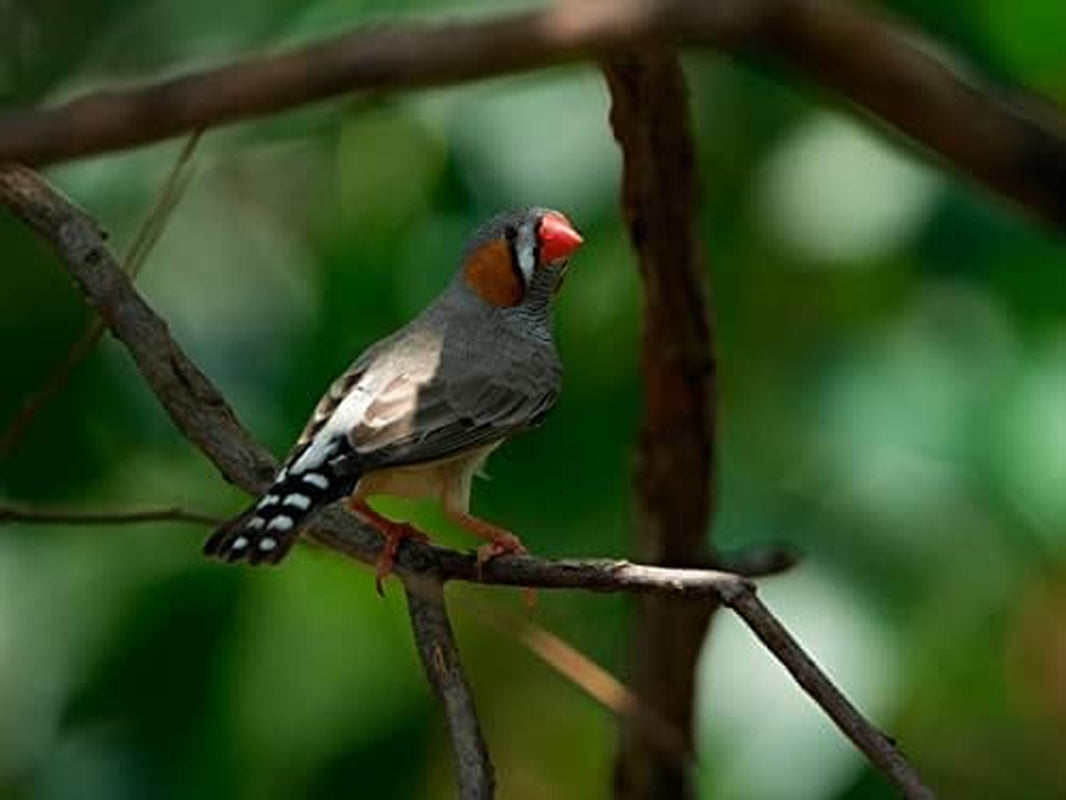 Alpha 7 IV | Appareil Photo Hybride Expert Plein Format (33 Mégapixels, Mise Au Point AF En Temps Réel, Rafale À 10 Images/S, Vidéo 4K 60P, Écran Orientable Full Tactile, Nouveaux Menus) Noir