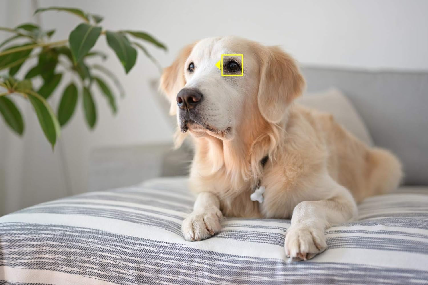 Z6 Boitier Nu, Appareil Photo Numérique Hybride Plein Format (24,5 MP, 4K Uhd/30P, Stabilisation Sur Capteur 5 Axes, Écran Inclinable Et Tactile De 8 Cm / 3,2 Pouces)