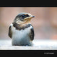 Leica 100-400Mm F4.0-6.3 | Objectif Téléphoto H-RSA100400E (Zoom Ultra Puissant, Stabilisé, Tropicalisé, Equiv. 35Mm : 200-800Mm) Noir – Compatible Monture Micro 4/3  & Olympus