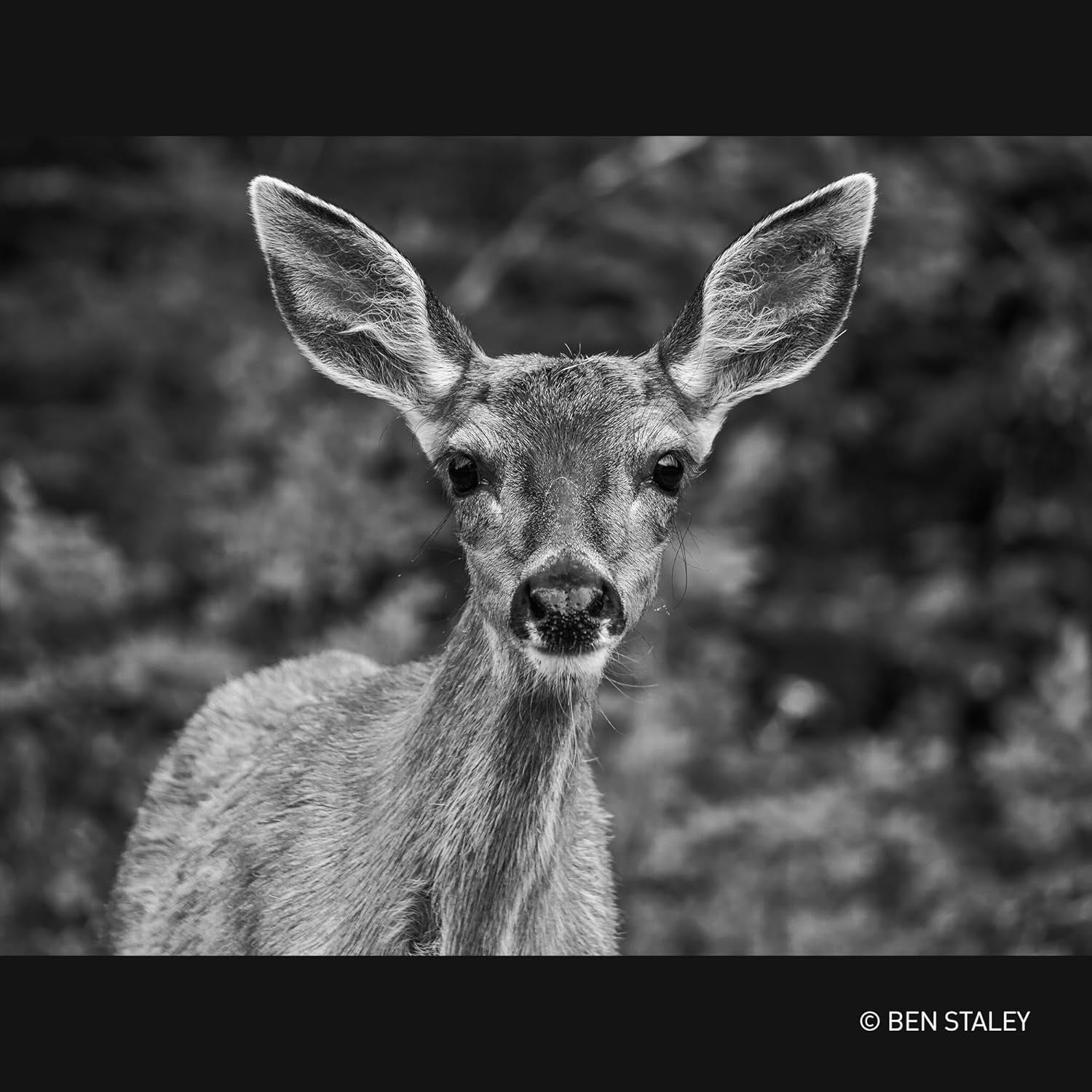 Leica 100-400Mm F4.0-6.3 | Objectif Téléphoto H-RSA100400E (Zoom Ultra Puissant, Stabilisé, Tropicalisé, Equiv. 35Mm : 200-800Mm) Noir – Compatible Monture Micro 4/3  & Olympus