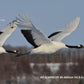 Nikkor AF-S - T L Objectif Zoom - 80 Mm - 400 Mm - F-4-5-5-6 G ED AF-S VR -  F