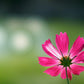 Sony FE 100mm f2.8 STF GM OSS