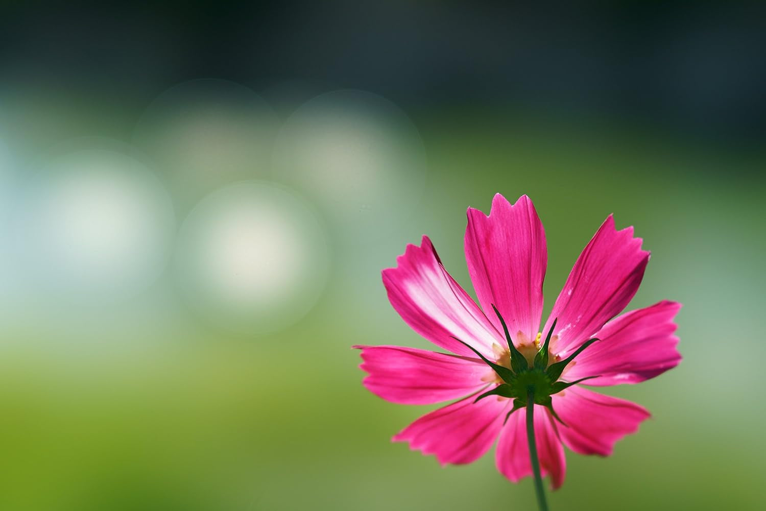 Sony FE 100mm f2.8 STF GM OSS