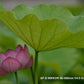 Nikkor AF-S - T L Objectif Zoom - 80 Mm - 400 Mm - F-4-5-5-6 G ED AF-S VR -  F